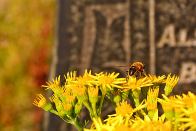 Close-up of bee pollinating flower