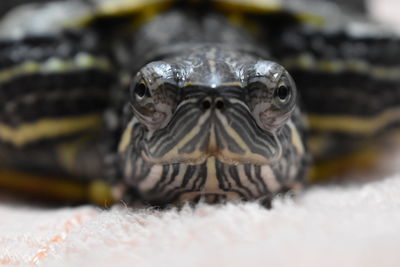 Close-up portrait of a turtle