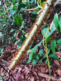 Close-up of lizard on plant in field