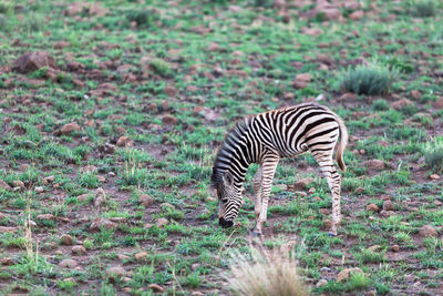 Zebras in a field