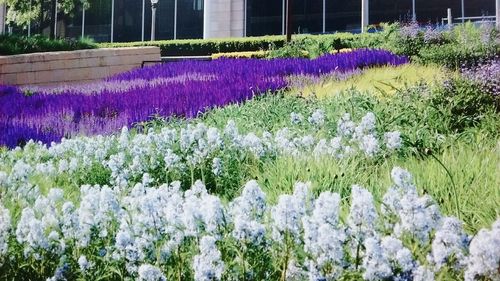 Purple flowers blooming on field