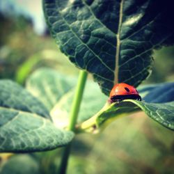 Close-up of insect on leaf