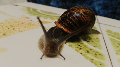 Close-up of snail