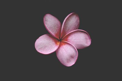 Close-up of pink flower over black background