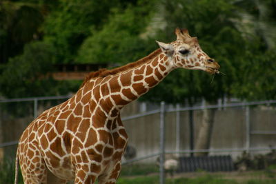 Close-up of giraffe