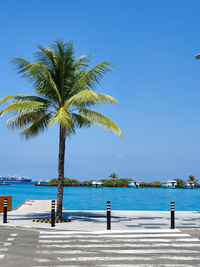 Palm tree by sea against clear blue sky