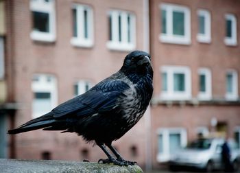 Birds perching on railing