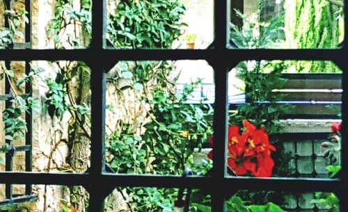 Full frame shot of potted plants by window