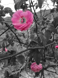 Close-up of pink flowers blooming outdoors