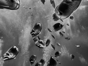 Close-up of jellyfish swimming in sea