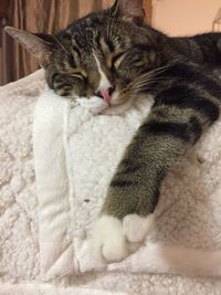 Close-up of a cat resting