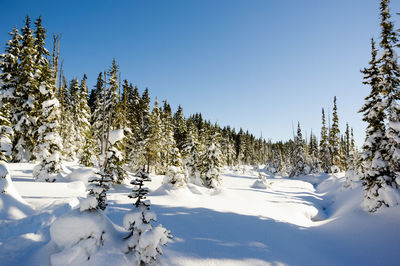 Trees on snow covered landscape against clear sky