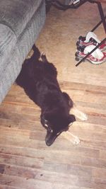 High angle view of cat lying on hardwood floor