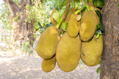 Close-up of fruit on tree trunk