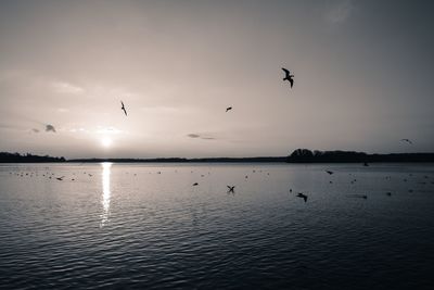 Birds flying over lake against sky at sunset
