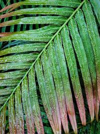 Full frame shot of wet leaves