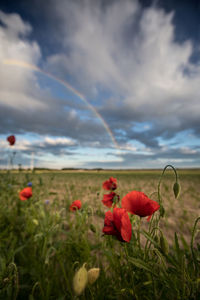 Close-up of red poppy flowers on field against sky