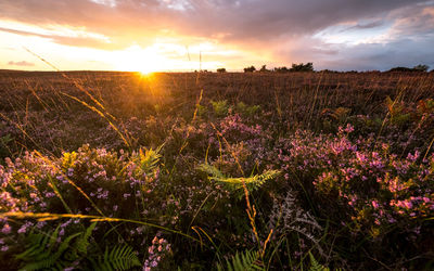 Scenic view of field against sky during sunset