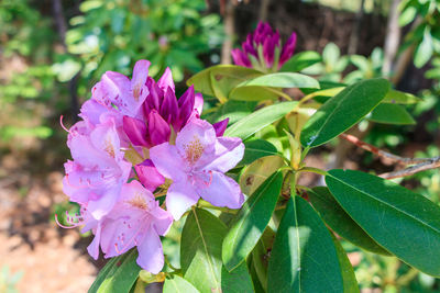 Close-up of pink flowers