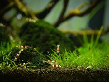 Close-up of moss growing on field