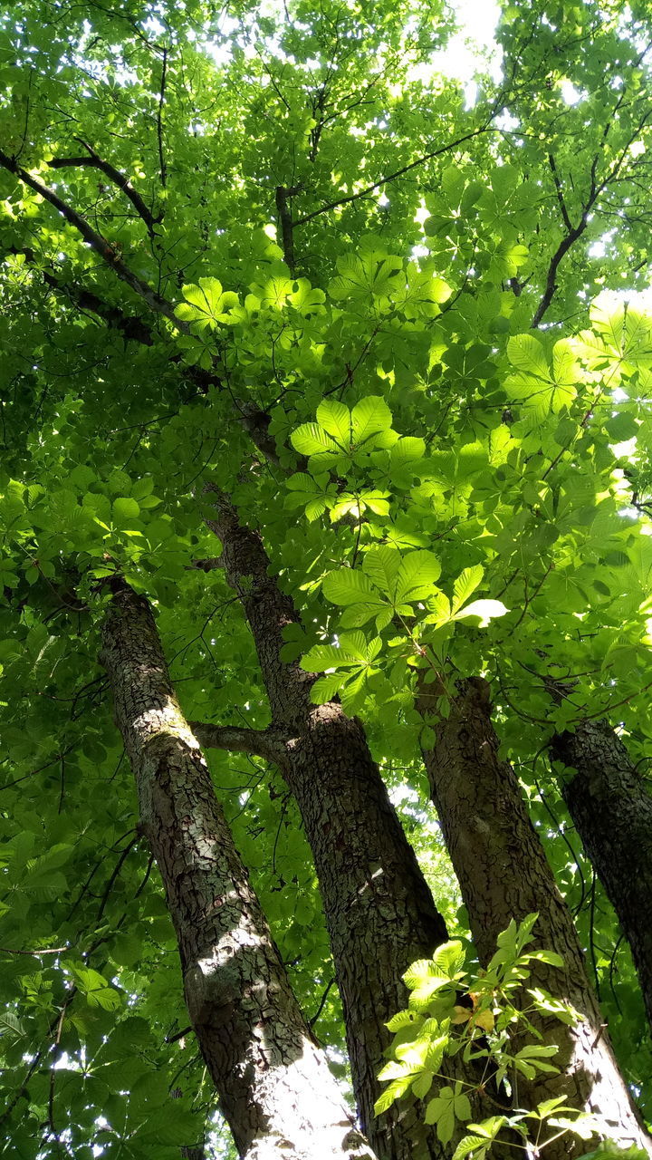 LOW ANGLE VIEW OF FRESH GREEN TREE