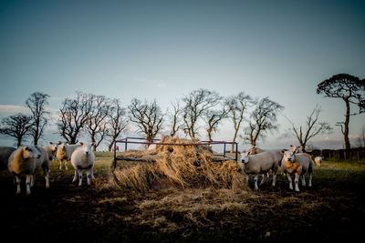 Cows on field against clear sky