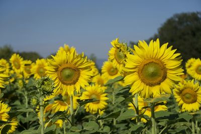 Close-up of yellow sunflowers on field