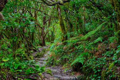 Trail amidst trees in forest