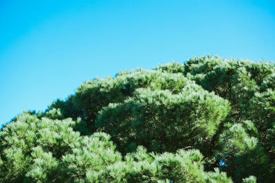 Low angle view of trees against clear blue sky