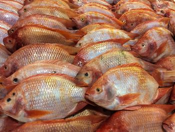 High angle view of fish for sale in market