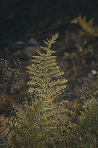 Close-up of fern on tree