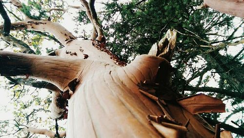 Low angle view of tree against sky