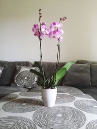 Close-up of pink flowers in vase