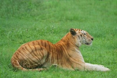 animal