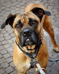 Close-up portrait of dog