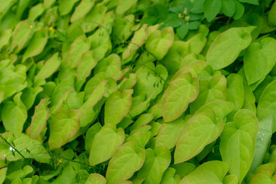 Full frame shot of green leaves