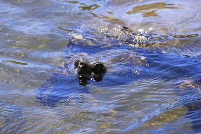 High angle view of duck swimming in lake