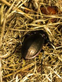 Close-up of plant growing on field