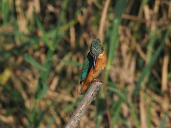 Close-up of bird perching on wood