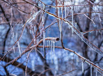 Ice on the branches of a tree. icicles. spring in siberia. close-up.