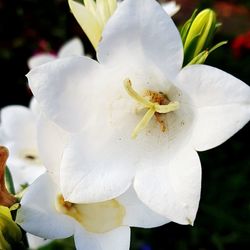 Close-up of white flowering plant