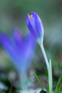 Close-up of purple flower