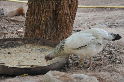 View of birds on tree trunk