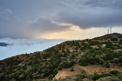 Plants growing on mountain against sky during sunset