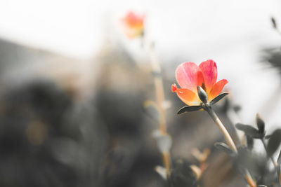 Close-up of red flowering plant