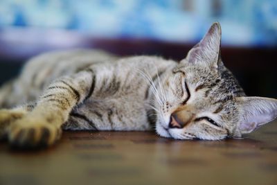 Close-up of cat sleeping