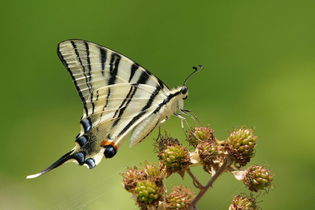 animals in the wild, animal themes, one animal, insect, wildlife, spread wings, flying, animal wing, butterfly - insect, butterfly, focus on foreground, close-up, mid-air, perching, nature, full length, day, outdoors, zoology, wing