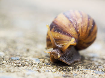 Close-up of snail