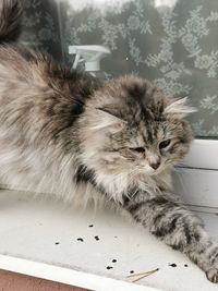 Close-up of kitten on the table