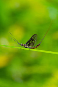 Close-up of insect on leaf